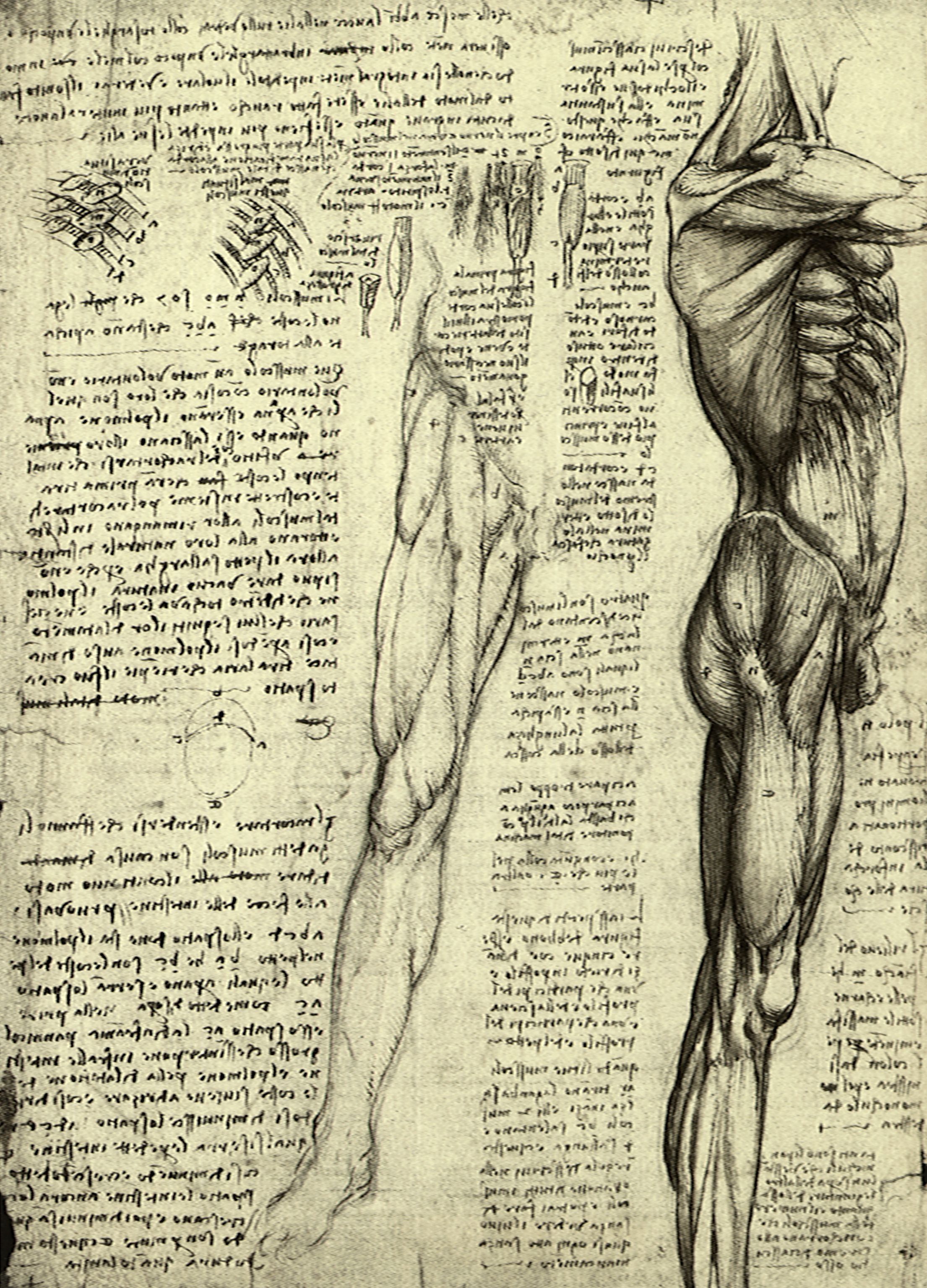 2210x3071 Vintage Scientific Anatomy Sketches Anatomy - Scientific Sketches