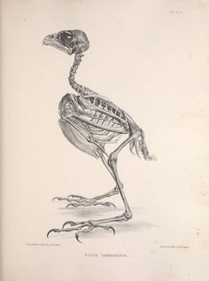 236x317 N28 W1150 More Craft Ideas Sketches, Bird And Anatomy - Scientific Sketches