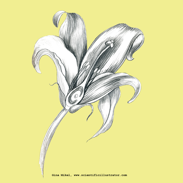 600x600 Flower, Line Drawing. Client Science News Magazine - Scientific Sketches
