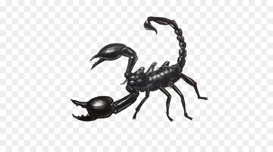 900x500 Scorpion Drawing Scorpio Maurus Painting - Scorpio Sketch