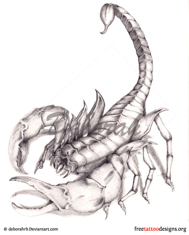 618x767 99 Scorpion Tattoos Scorpio Tattoo Designs - Scorpio Sketch