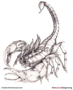 236x292 114 Best Scorpion Images In 2018 Scorpio Tattoos - Scorpion Pencil Sketch