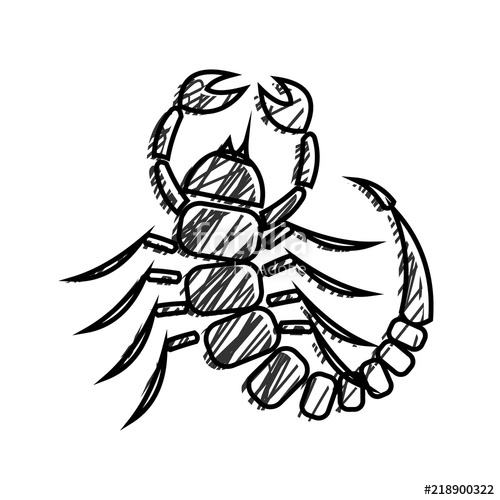 500x500 Graphic Vector Illustration Of Insect, Black And White Hand Drawn - Scorpion Pencil Sketch