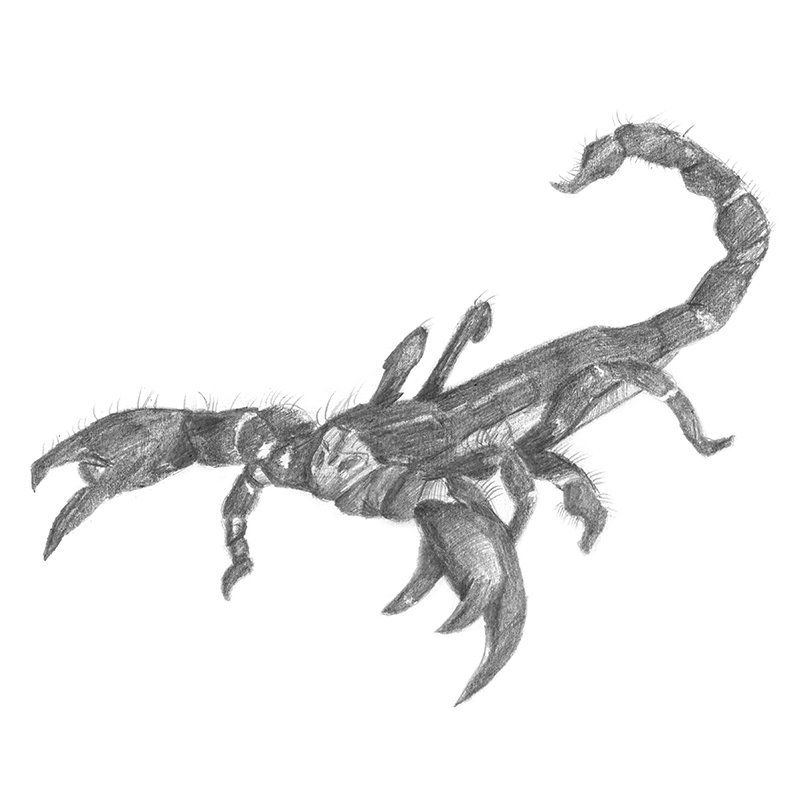 800x800 Pencil Sketch Of Emperor Scorpion - Scorpion Pencil Sketch