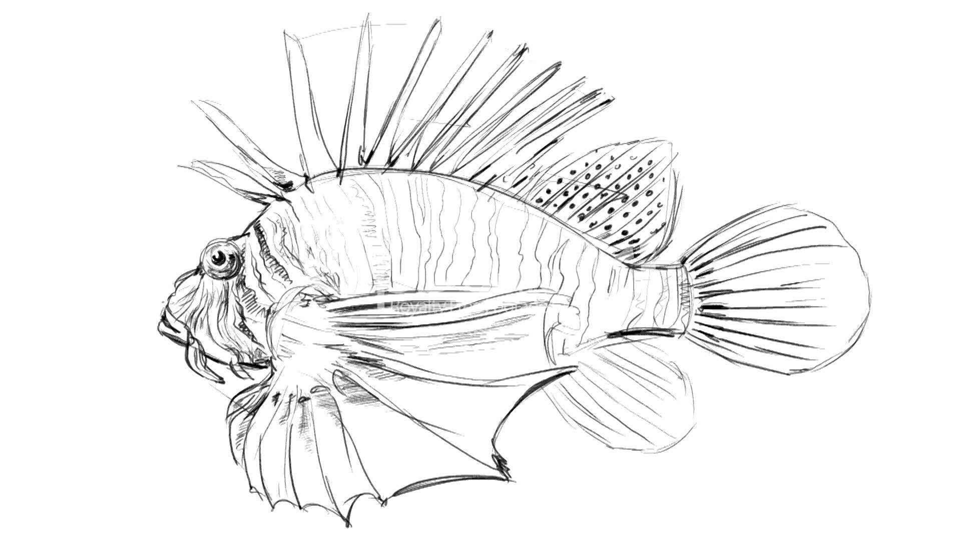 1920x1080 Collection Of Scorpion Fish Drawing High Quality, Free - Scorpion Pencil Sketch