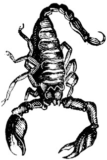 216x322 The Feisty Drawing Of Scorpions - Scorpion Pencil Sketch