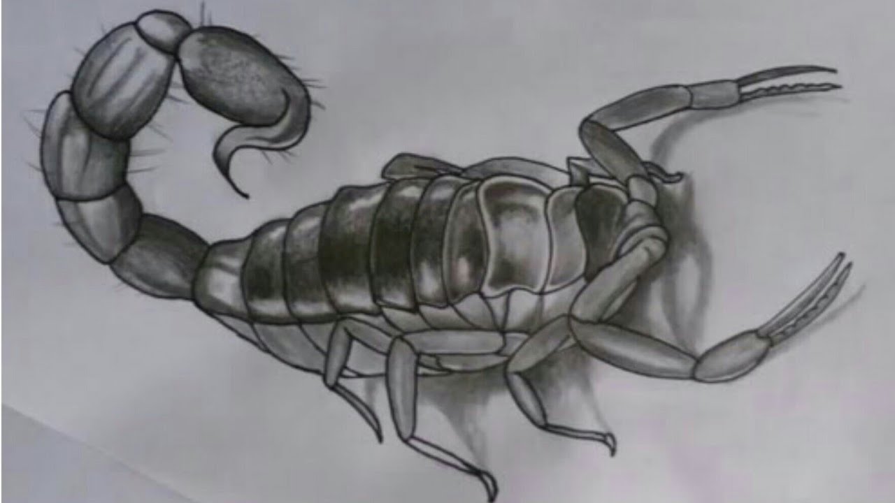 1280x720 How To Draw Scorpion - Scorpion Pencil Sketch