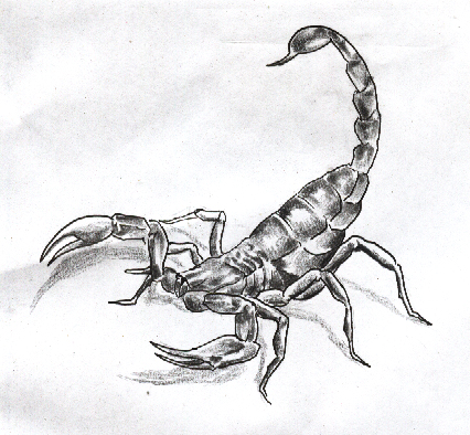 426x394 Pencil Scorpion By 4ngel5f4llf1r5t - Scorpion Pencil Sketch