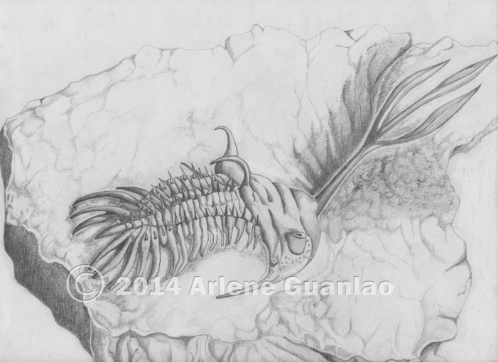 701x510 Pencil Sketch Imagine New Designs Gallery - Scorpion Pencil Sketch