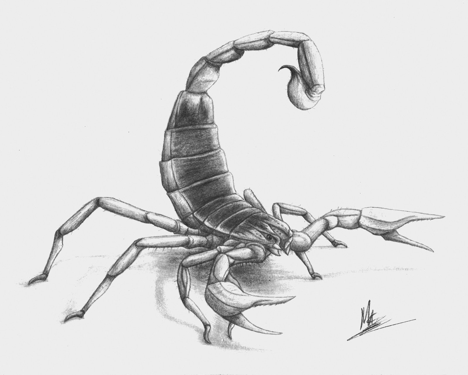 1600x1283 Scorpion Pencil Sketch Drawing Artsy - Scorpion Pencil Sketch