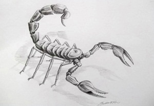 300x207 Art Gallery - Scorpion Pencil Sketch