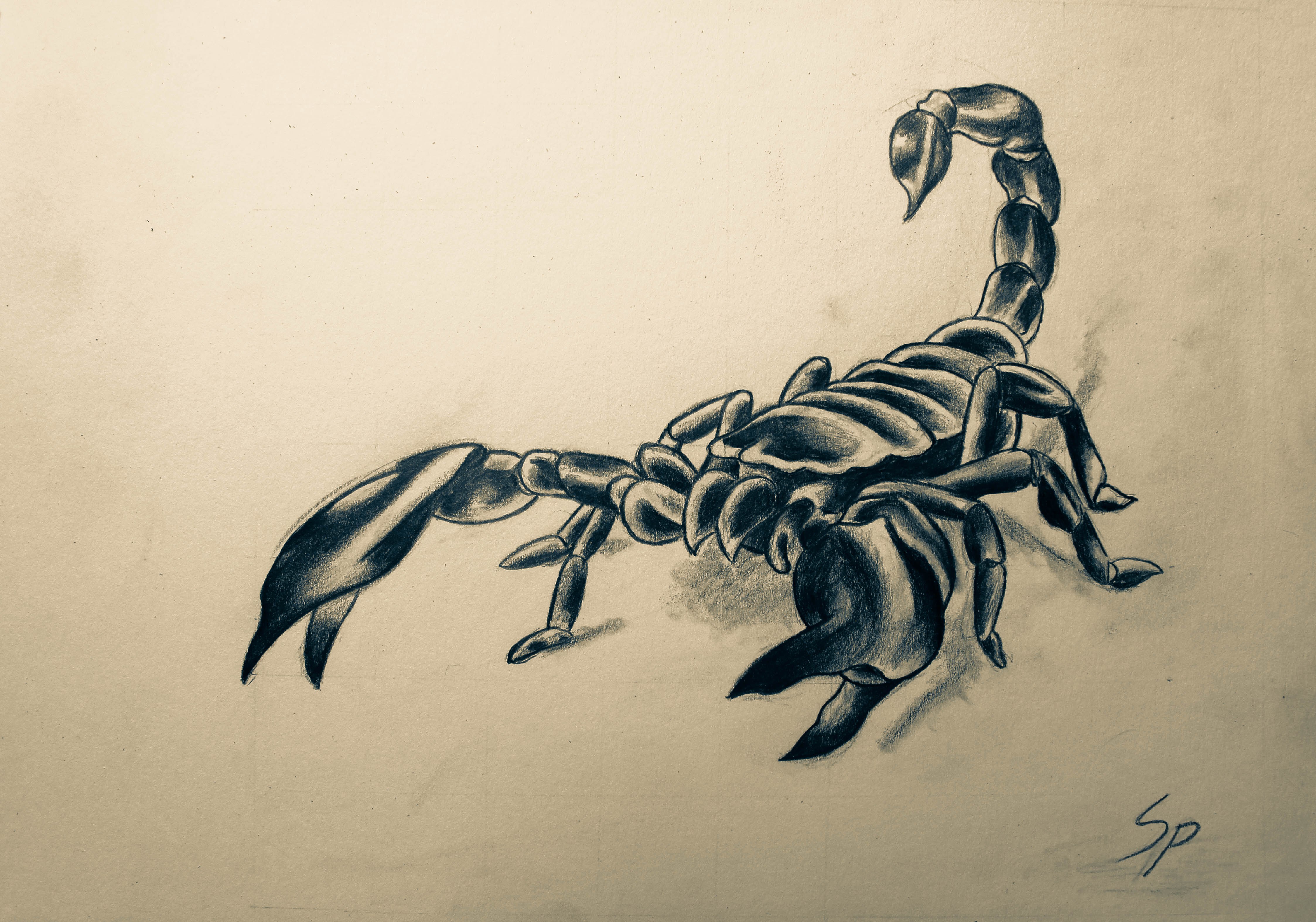 4493x3148 Crab Pencil Sketch - Scorpion Pencil Sketch