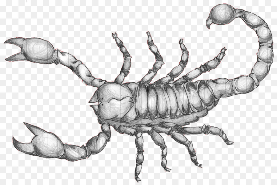 900x600 Scorpion Drawing Art Sketch - Scorpion Sketch