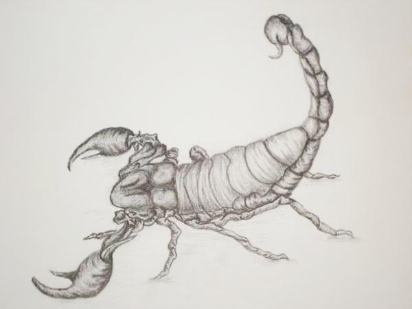 600x450 Scorpion Sketch By Arisen Phoenix - Scorpion Sketch