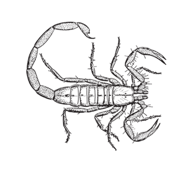 390x350 15 Drawing Scorpion Sketch For Free Download On Mbtskoudsalg - Scorpion Sketch