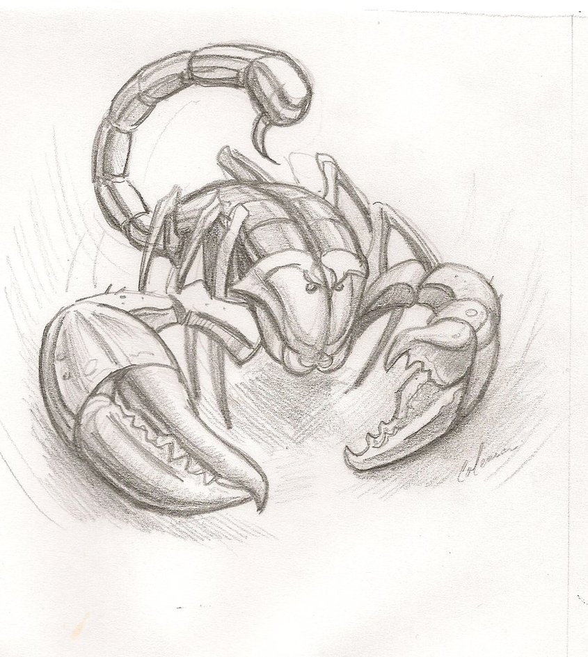 845x945 Scorpion Sketch By Blue Armadillo - Scorpion Sketch
