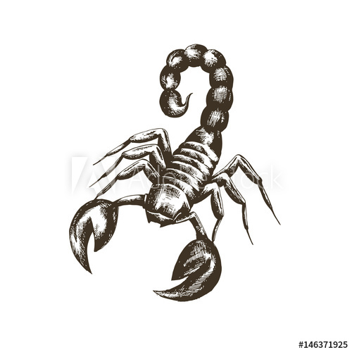 500x500 Vector Sketch Of A Scorpion In Retro Style On A White Background - Scorpion Sketch