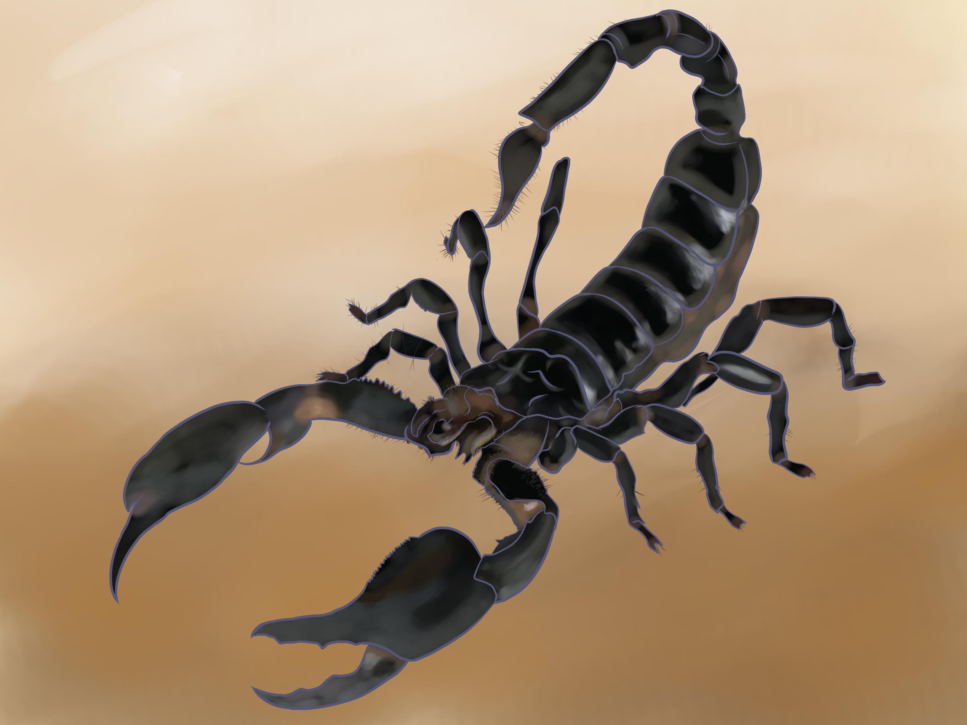 3200x2400 How To Draw A Scorpion (With Pictures) - Scorpion Sketch