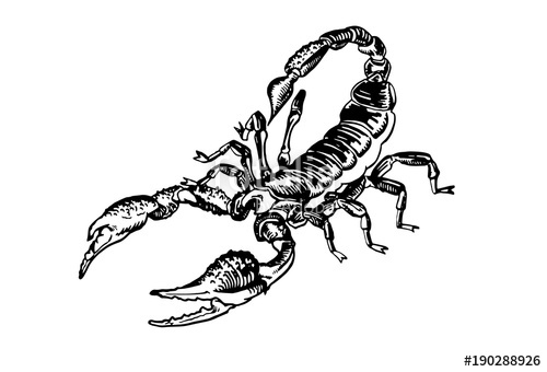 500x340 Graphical Sketch Of Scorpion On White Background,vector - Scorpion Tattoo Sketch