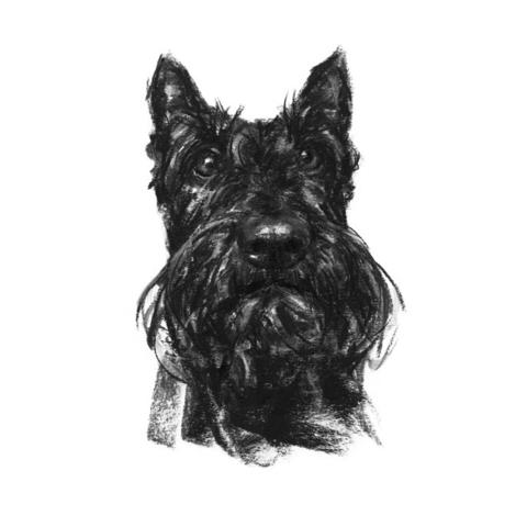 Scottie Dog Sketch at PaintingValley.com | Explore collection of ...