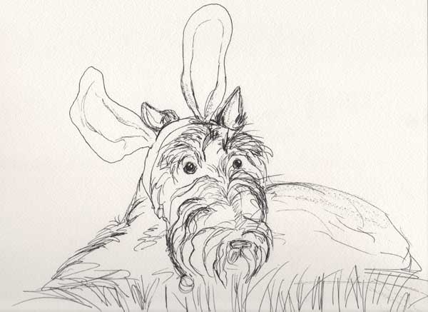 600x437 Scottie Sketches Art Dog Blog - Scottie Dog Sketch