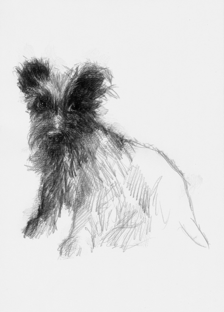736x1024 Scottie Puppy - Scottie Dog Sketch