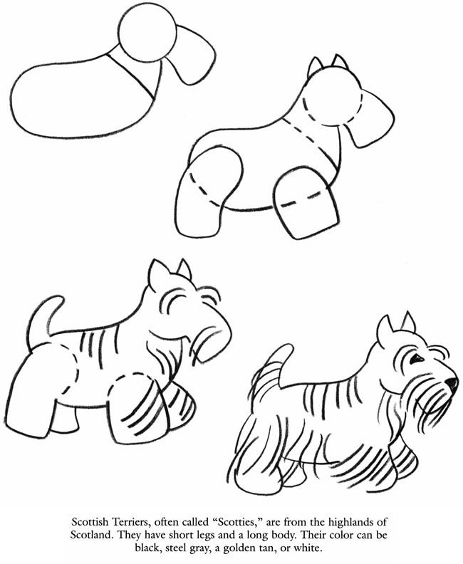 650x792 Scottish Terrier - Scottie Dog Sketch