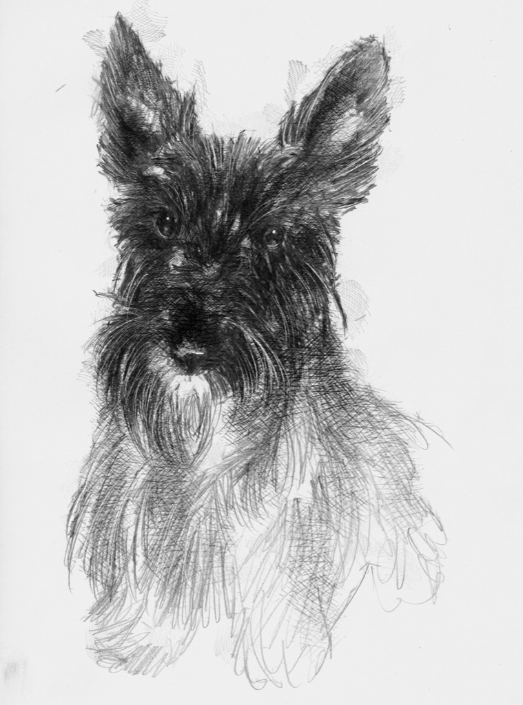 759x1024 Young Scottie - Scottie Dog Sketch
