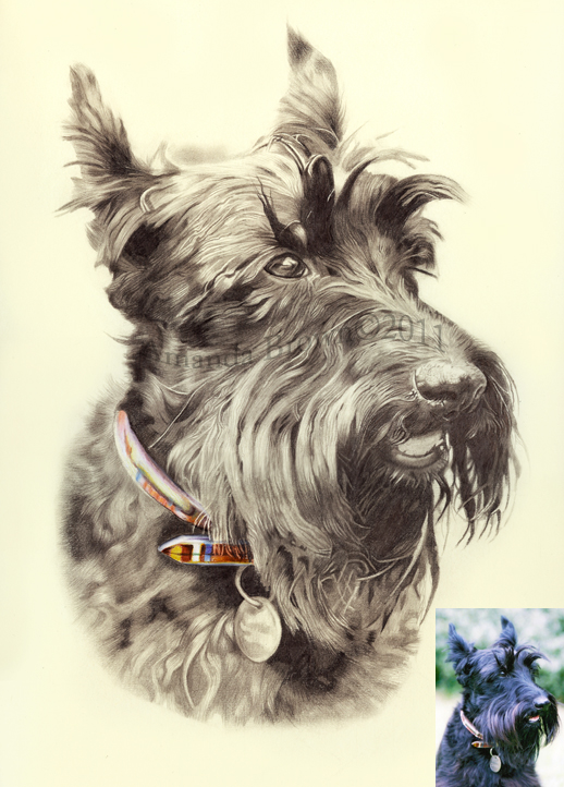 518x722 Diary Of A Pet Artist - Scottie Dog Sketch