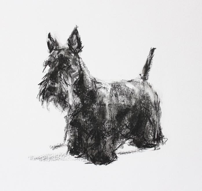 698x662 Scottie Dog - Scottish Sketch