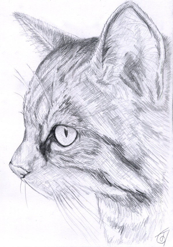 600x856 Scottish Wild Cat Sketch By Janiceduke - Scottish Sketch