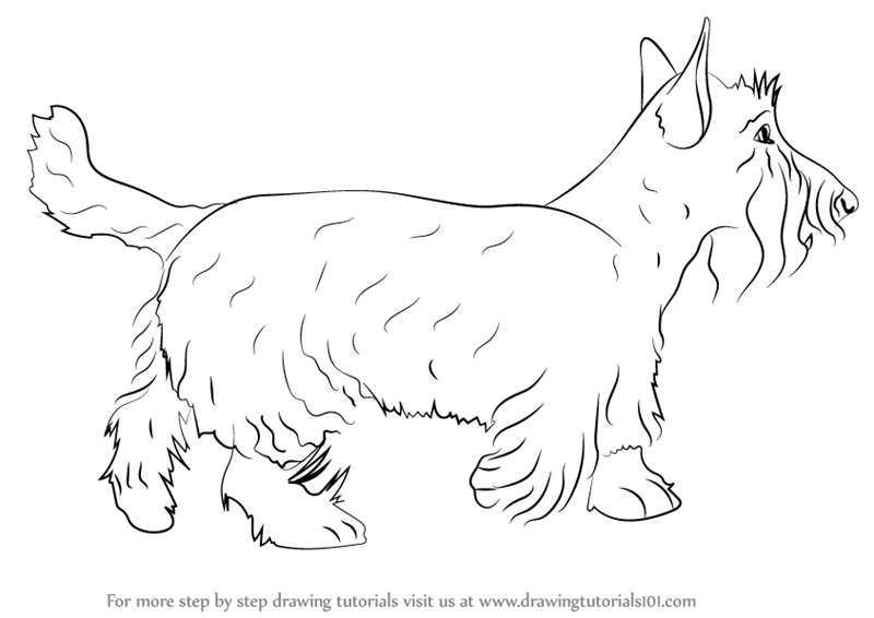 800x566 Learn How To Draw A Scottie Dog (Dogs) Step By Step Drawing - Scottish Terrier Sketch