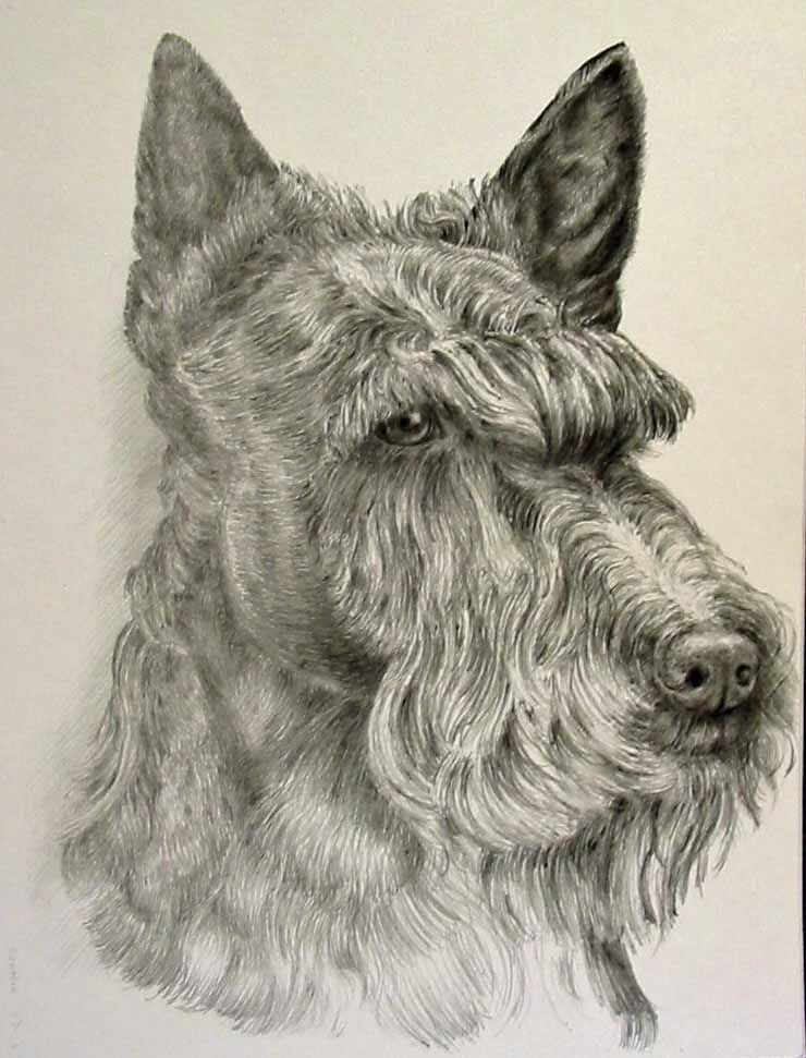740x971 Pencil Drawing Of A Scottish Terrier By K.a. Collins Things I - Scottish Terrier Sketch