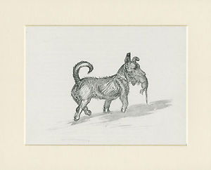 300x242 Scottish Terrier Carrying Rat Old 1938 Kf Barker Dog Sketch Print - Scottish Terrier Sketch