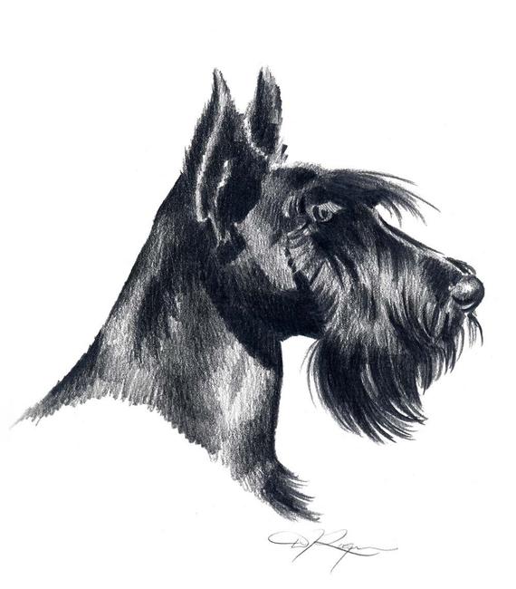 570x650 Scottish Terrier Dog Pencil Drawing Art Print By Artist Dj Etsy - Scottish Terrier Sketch