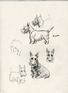 218x300 Scottish Terrier Lovely Old Vintage Dog Sketch Print By Lucy - Scottish Terrier Sketch