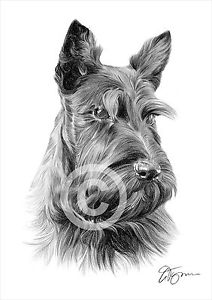 212x300 Scottish Terrier Pencil Drawing Print A3 A4 Sizes Scotty Dog Ebay - Scottish Terrier Sketch