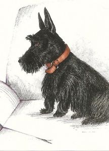 216x300 Scottish Terrier Ryta Print Of Painting Dog Art Scottie 5x7 Sketch - Scottish Terrier Sketch