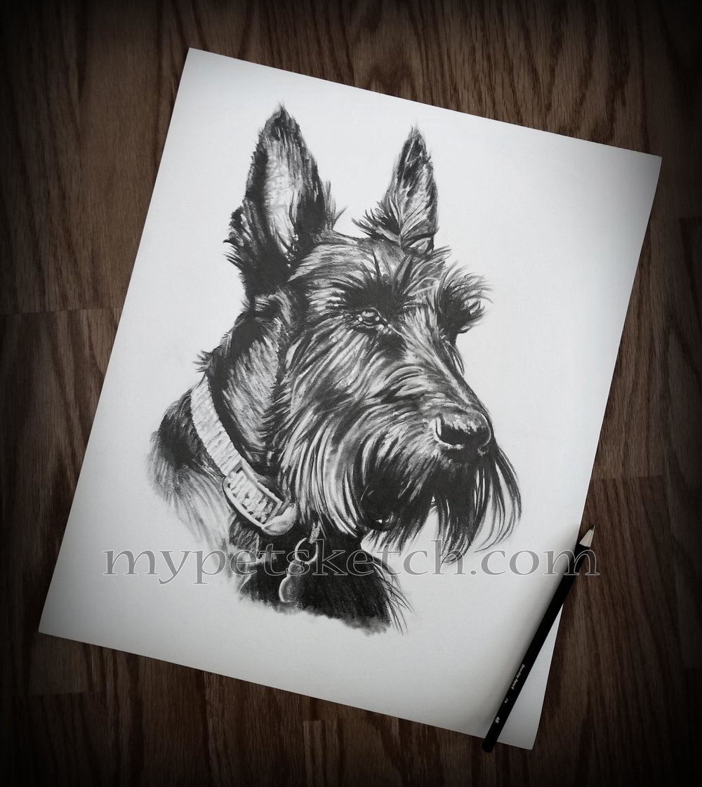 1000x1121 Scottish Terrier Sketch - Scottish Terrier Sketch