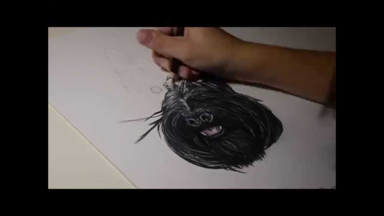 1280x720 Scottish Terrier Speed Drawing - Scottish Terrier Sketch