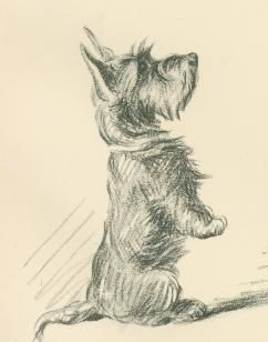 242x308 Scottish Terrier By Lucy Dawson Scotties And More - Scottish Terrier Sketch