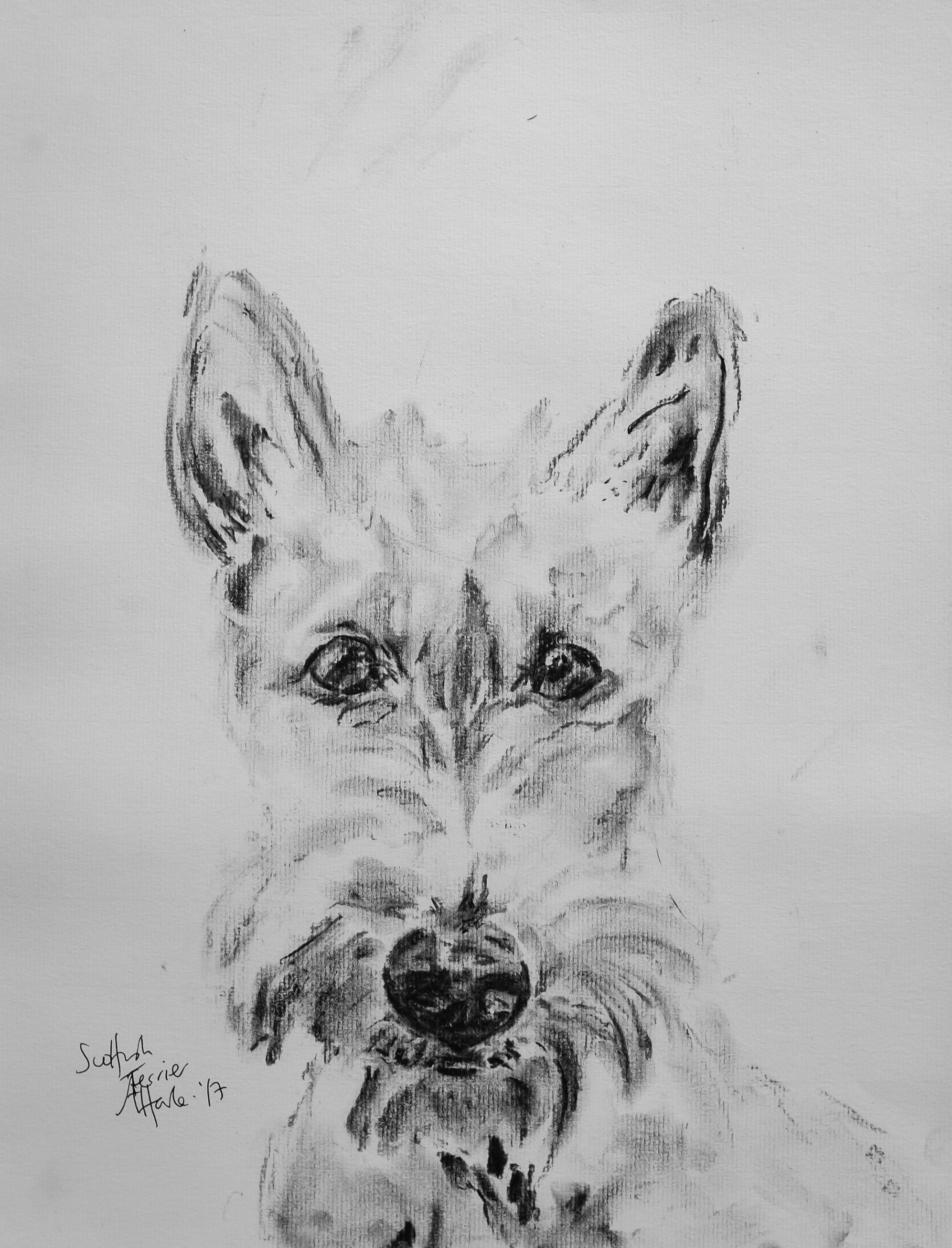 1993x2611 Scottish Terrier Aly Harte - Scottish Terrier Sketch