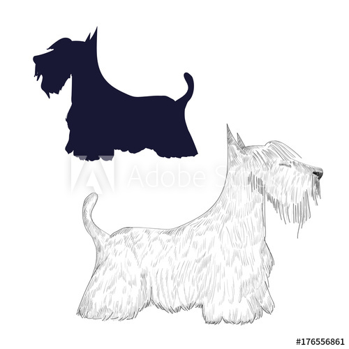 500x500 Scottish Terrier Sketch And Silhouette. Hand Drawn Dog Isolated On - Scottish Terrier Sketch
