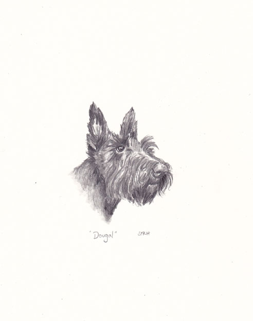 Scottish Terrier Sketch at PaintingValley.com | Explore collection of ...