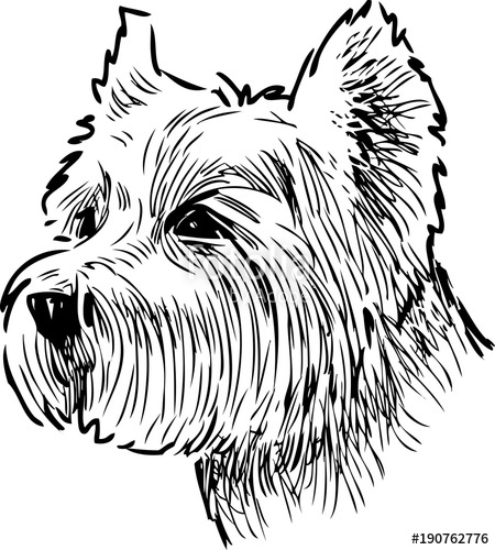 450x500 Sketch Portrait Of A Scottish Terrier Stock Image And Royalty - Scottish Terrier Sketch