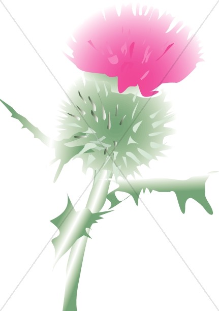 431x612 Pink Scottish Thistle Blossom Church Flower Clipart - Scottish Thistle Sketch