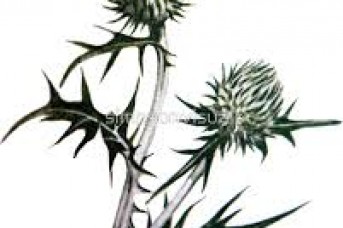 343x228 Scottish Thistle Flower Tattoos - Scottish Thistle Sketch