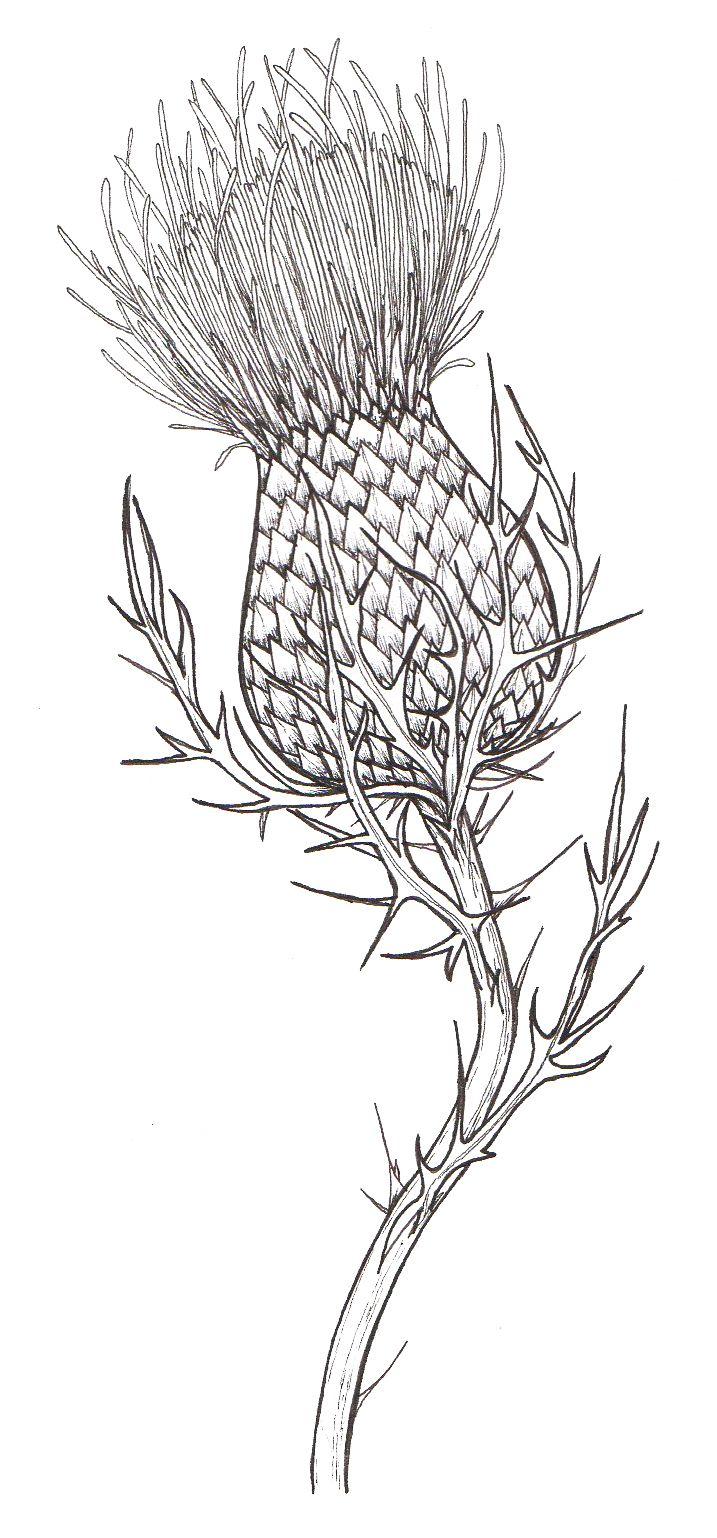 717x1538 Thistle (Own Sketch) Piercing - Scottish Thistle Sketch