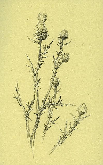399x640 Thistle Ceramics Sketches, Tattoo And Drawings - Scottish Thistle Sketch