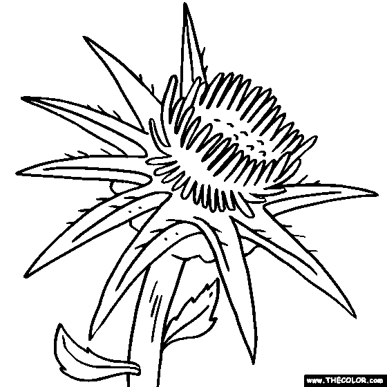 560x560 Thistle Coloring Pages - Scottish Thistle Sketch